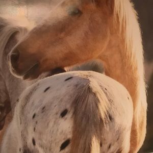 Meet your Posher, Joe